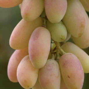 Variedad de uva Del Cuerno Rosada