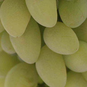 Variedad de uva del Cuerno